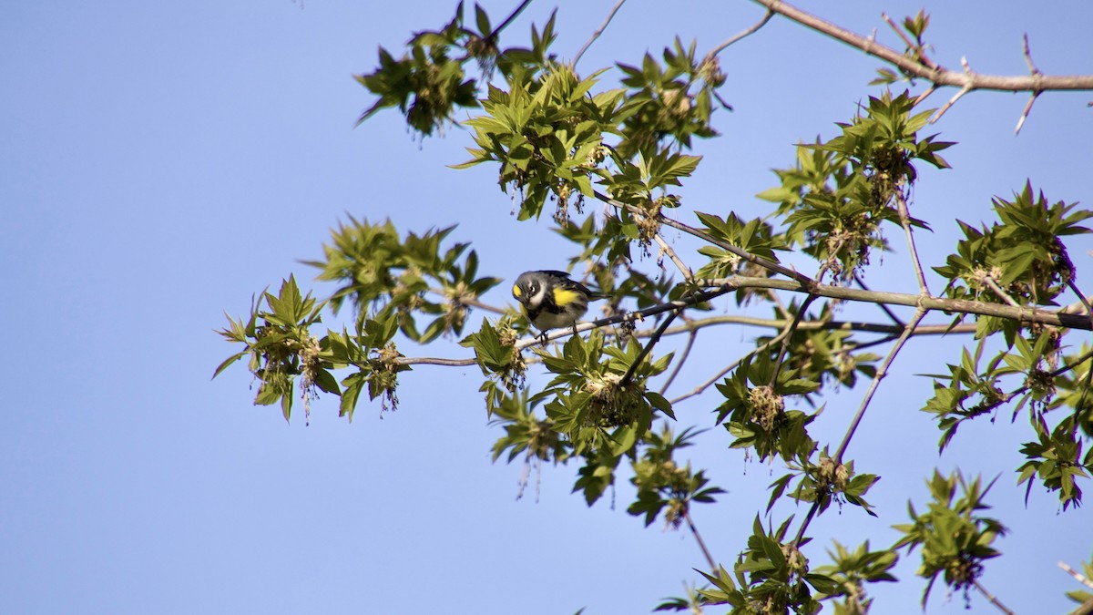 Yellow-rumped Warbler - ML336038811