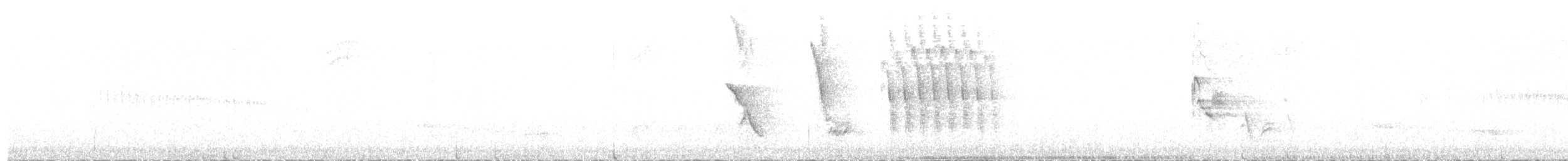 Тауї плямистий x окаї - ML336039271