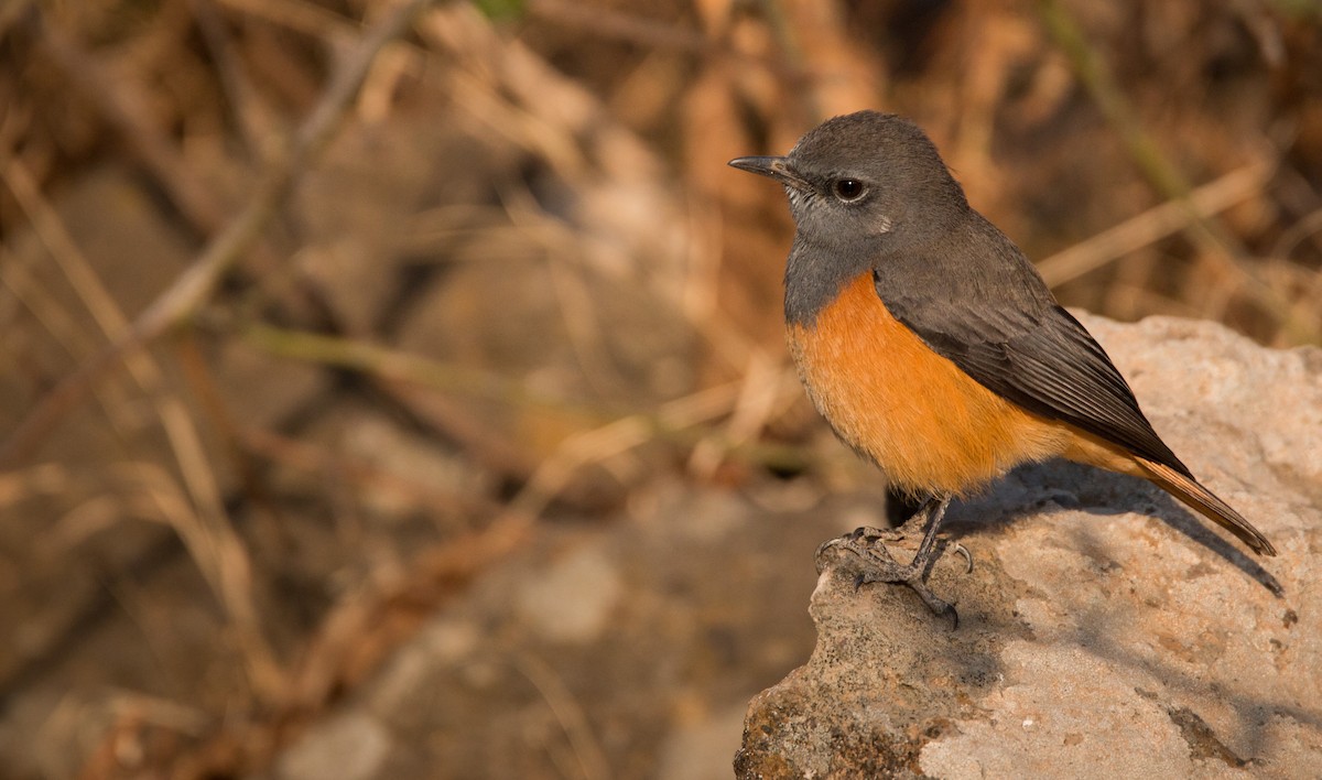 Little Rock-Thrush - ML33603961