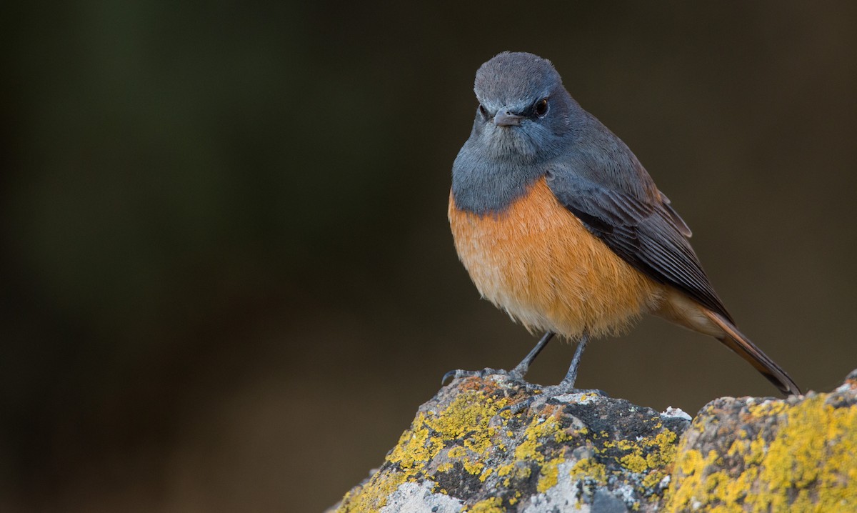 Little Rock-Thrush - ML33603971