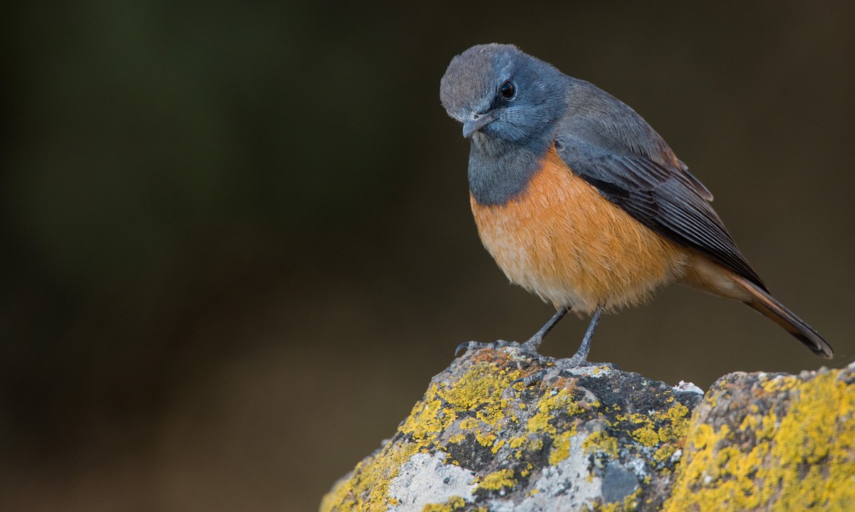 Little Rock-Thrush - ML33603981