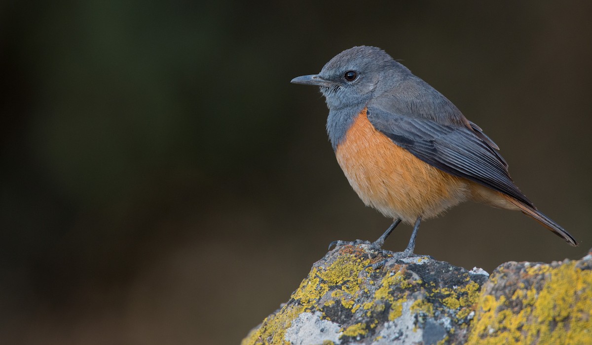 Little Rock-Thrush - ML33603991