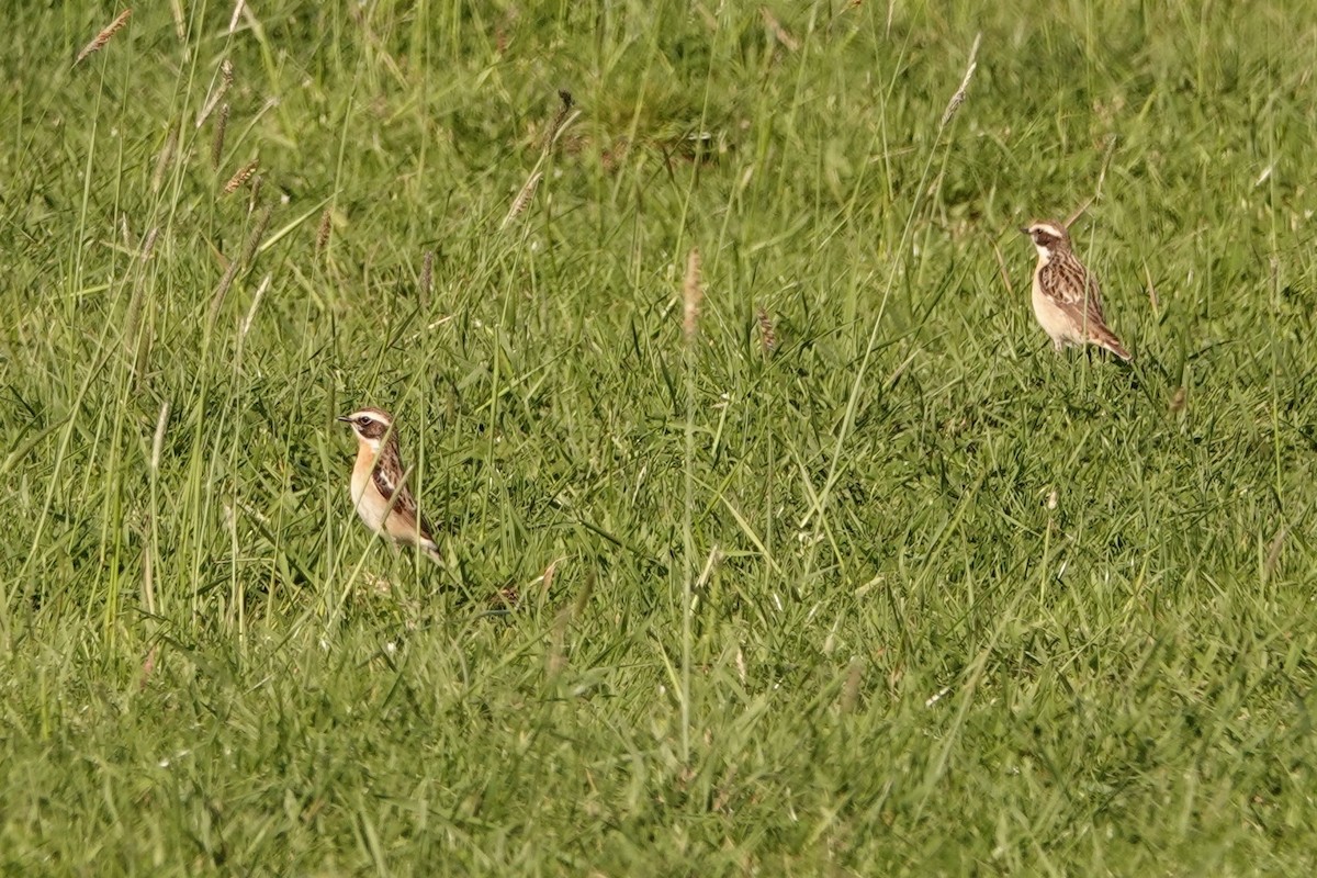 Whinchat - ML336040701