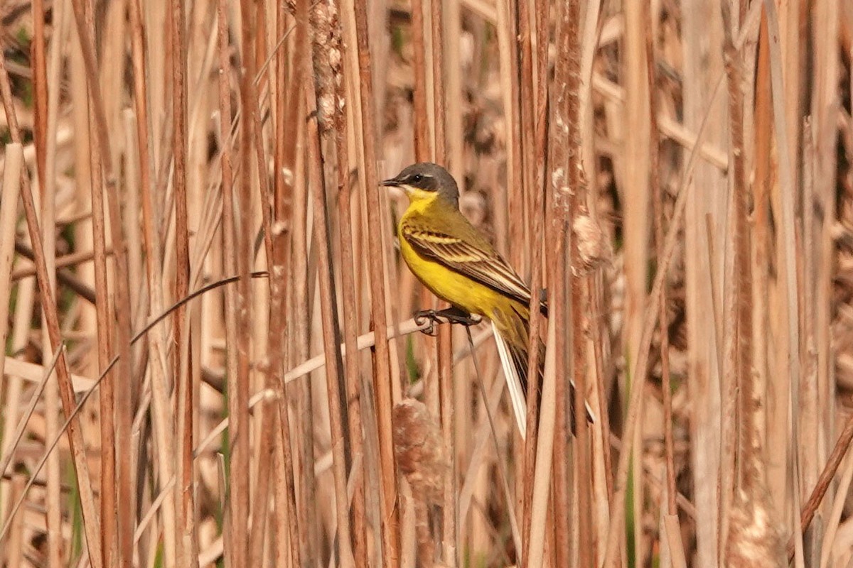 Western Yellow Wagtail - ML336041101