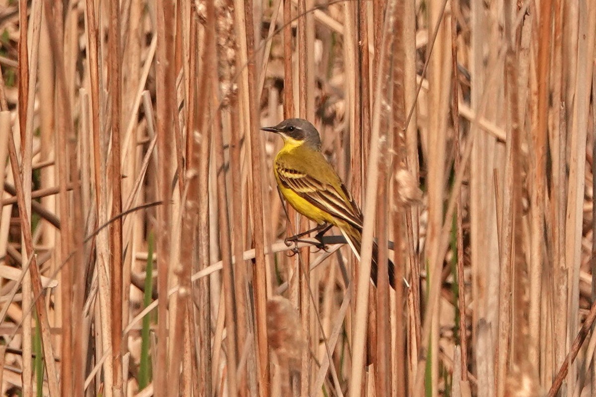 Western Yellow Wagtail - ML336041151