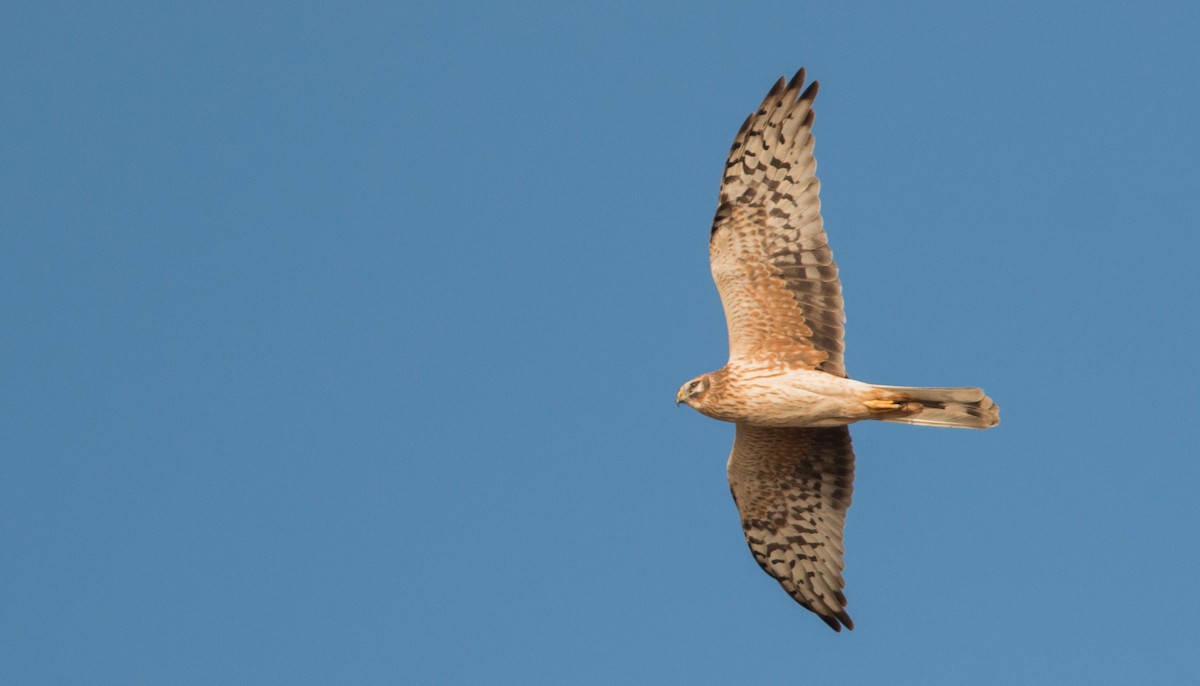 Pallid Harrier - ML33604121