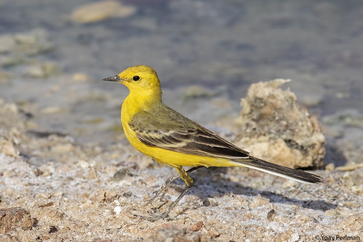 Western Yellow Wagtail (lutea) - Yoav Perlman