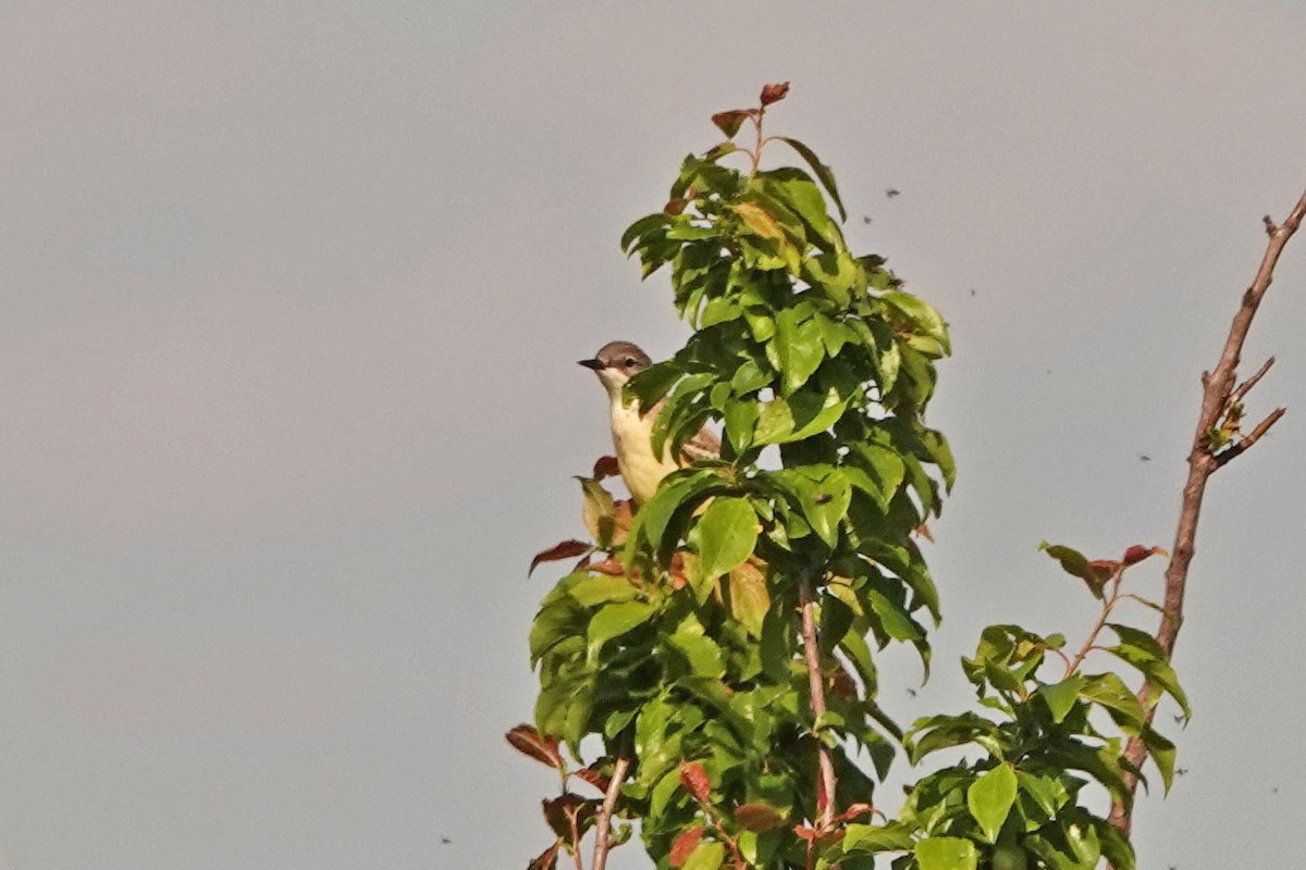 Western Yellow Wagtail - ML336041341