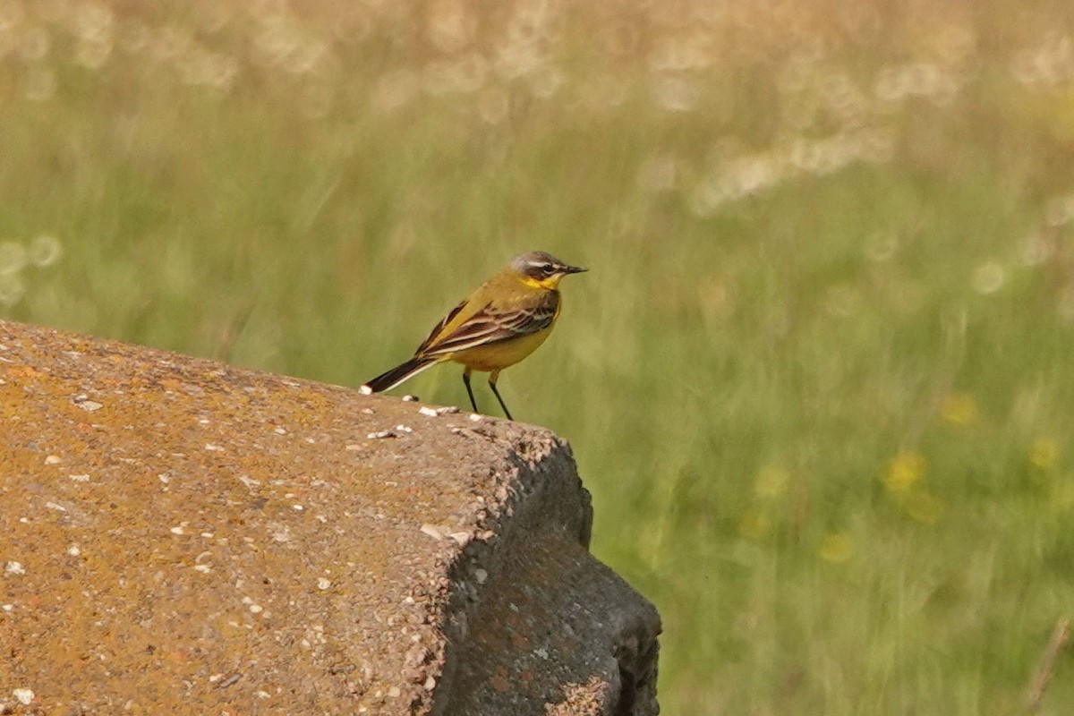 Western Yellow Wagtail - ML336041421