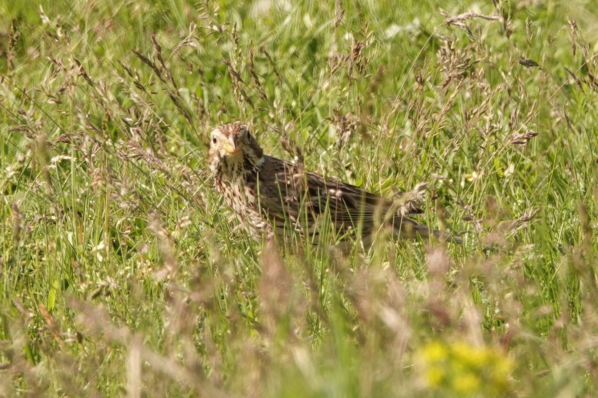 Corn Bunting - ML336041521