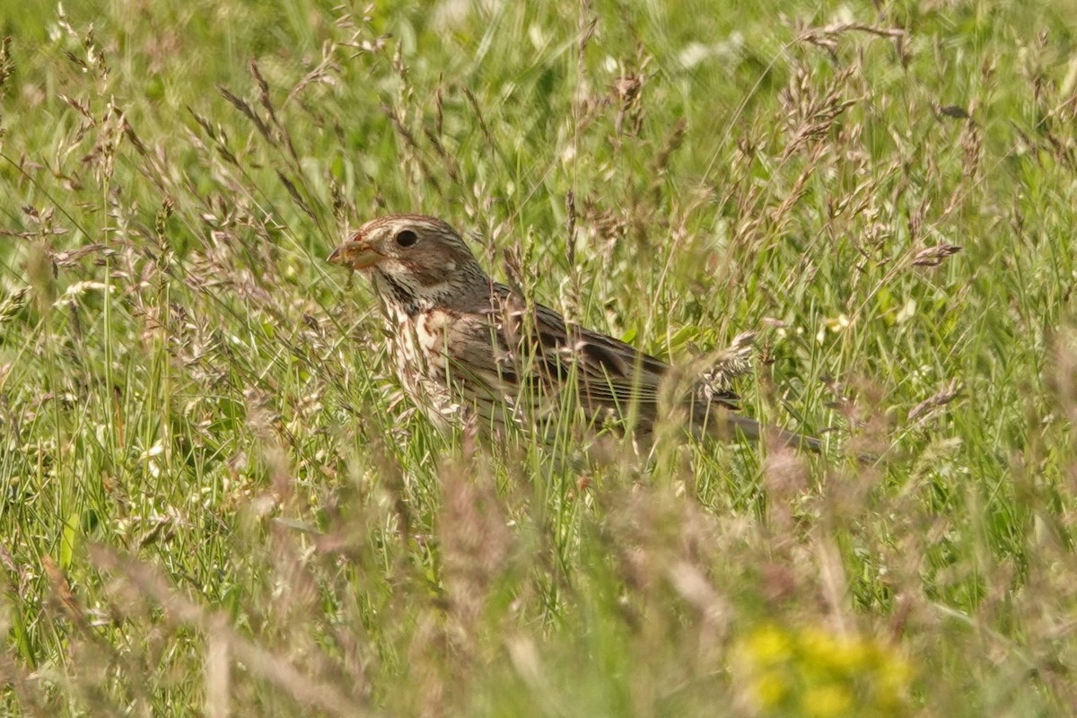 Corn Bunting - ML336041581