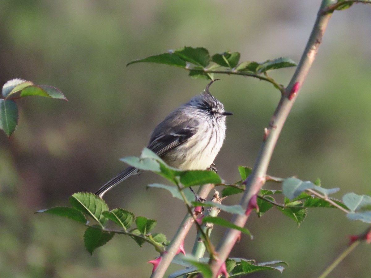 Tufted Tit-Tyrant - ML336041701