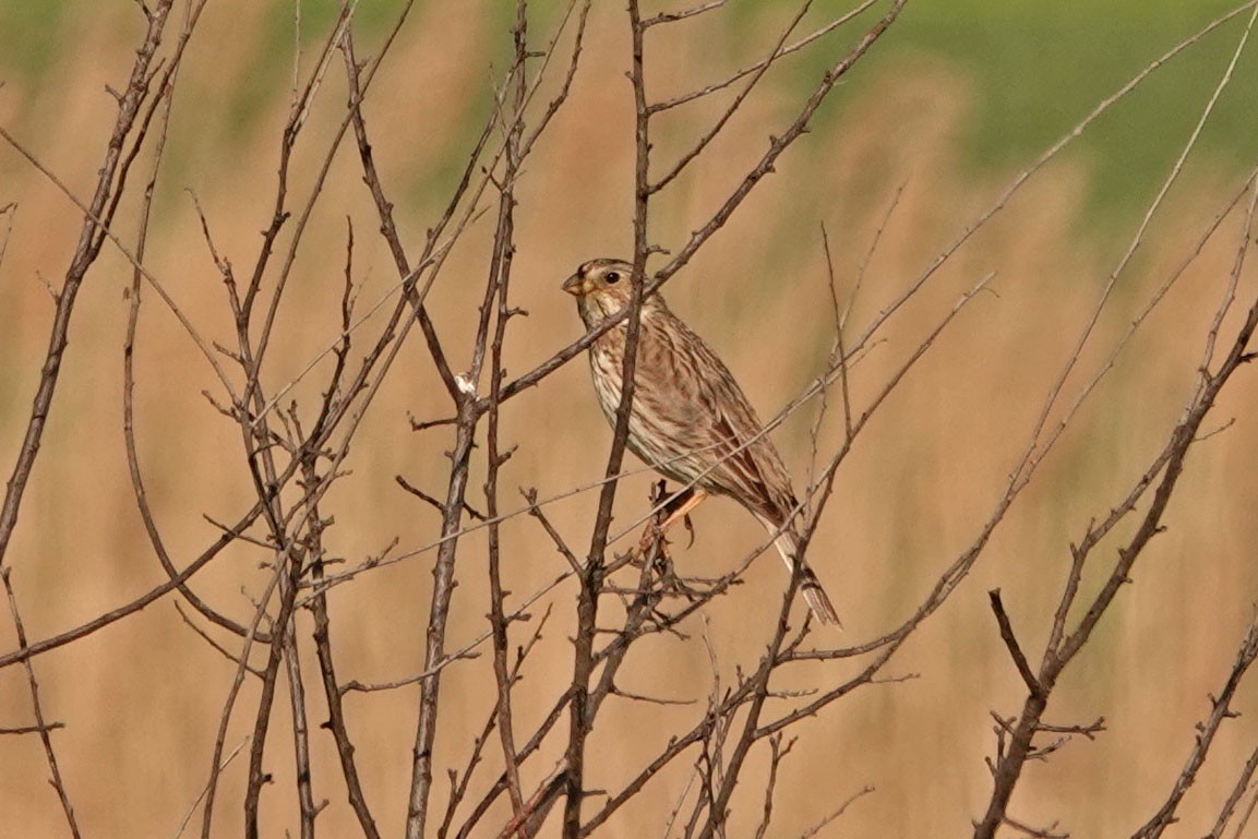 Corn Bunting - ML336041731