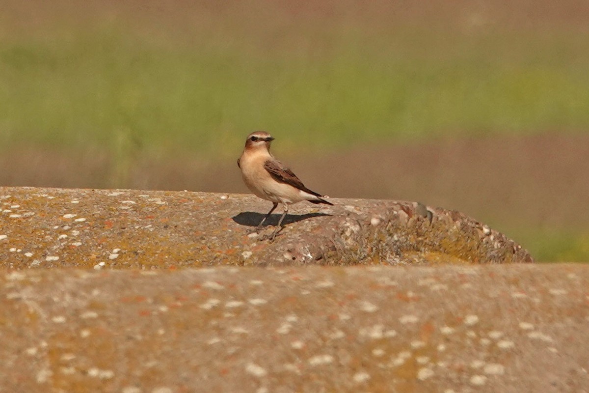Northern Wheatear - ML336042981