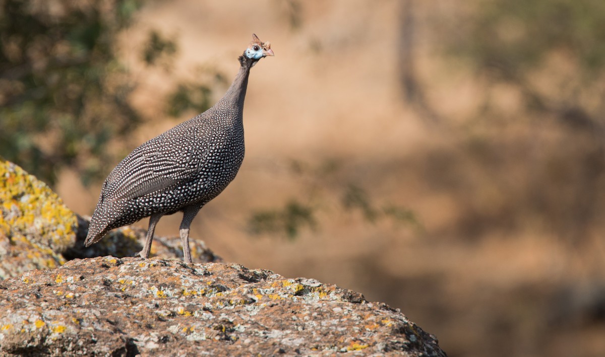 Helmeted Guineafowl - ML33604301