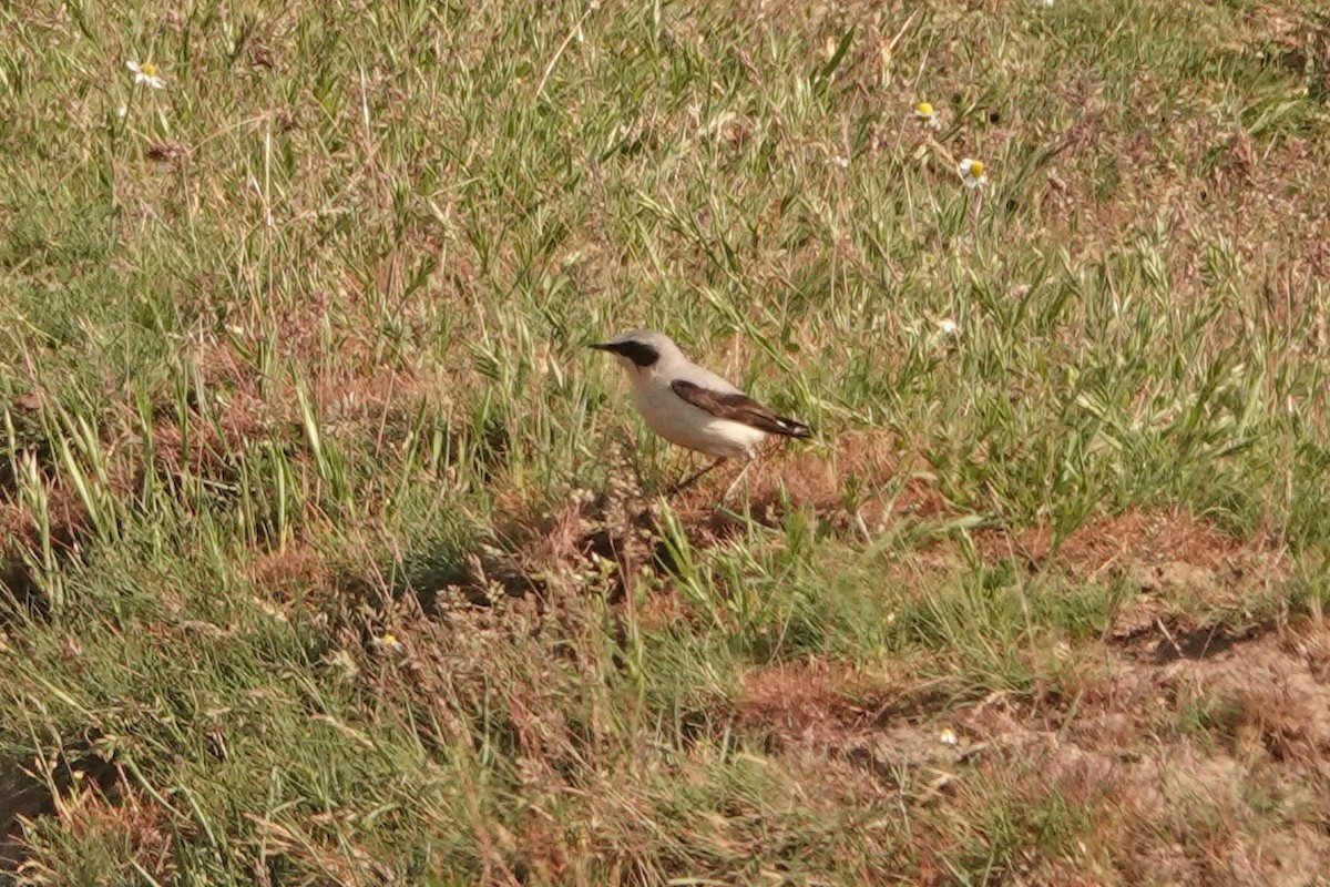 Northern Wheatear - ML336043411