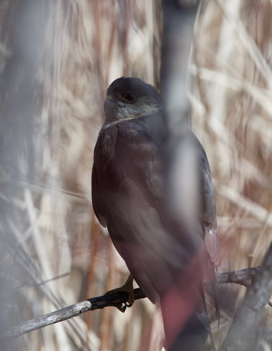 Sharp-shinned Hawk - ML336043641