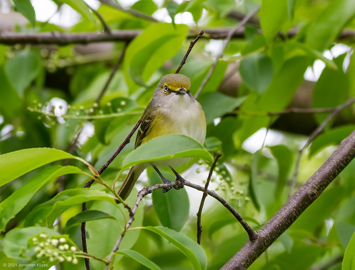 Ak Gözlü Vireo - ML336043771