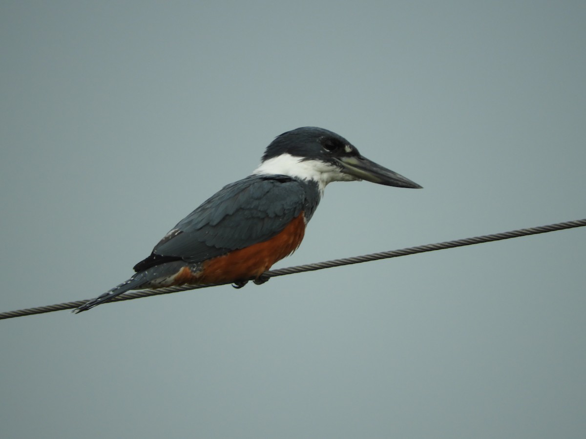 Martin-pêcheur à ventre roux - ML336043791