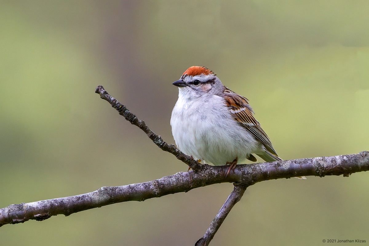 Chipping Sparrow - ML336043951