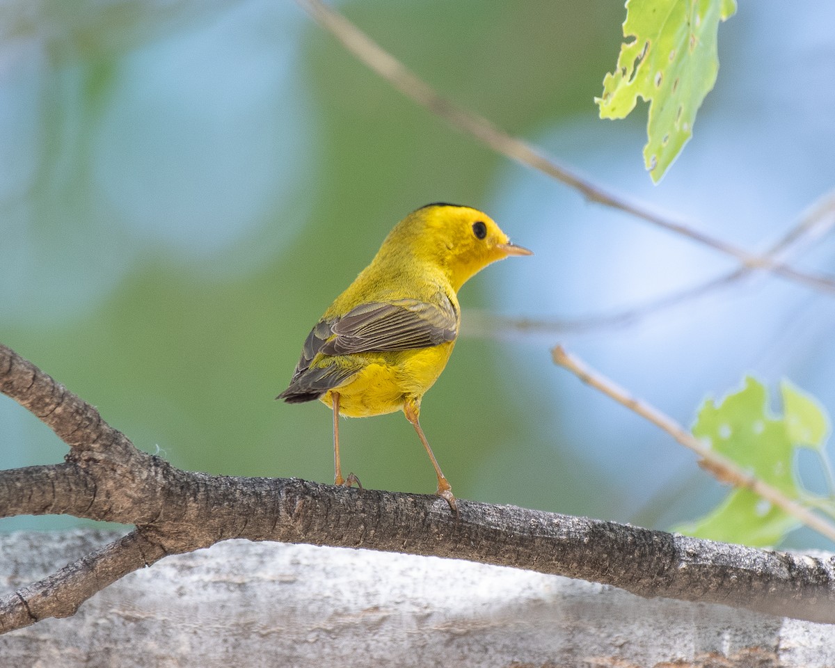 Wilson's Warbler - ML336044481