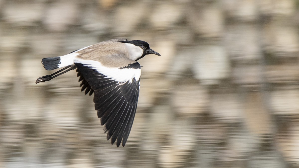 River Lapwing - ML336044941