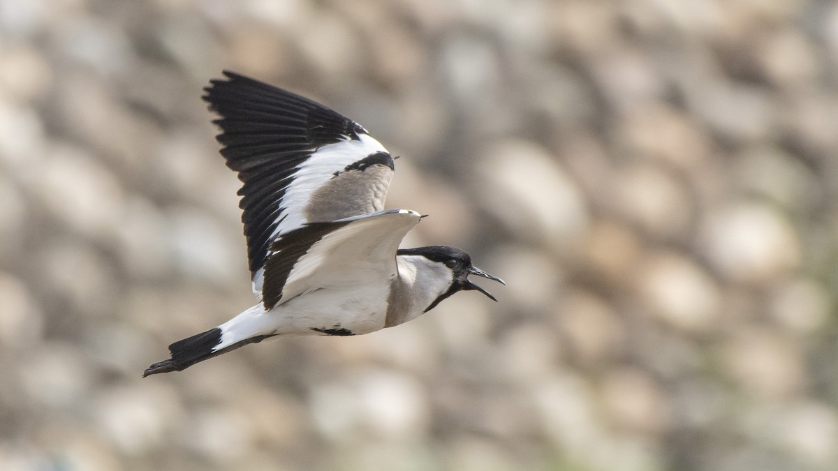 River Lapwing - ML336044961