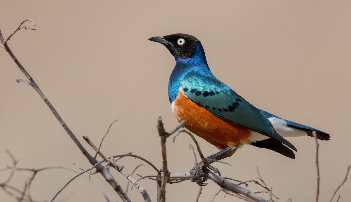 Superb Starling - ML33604501