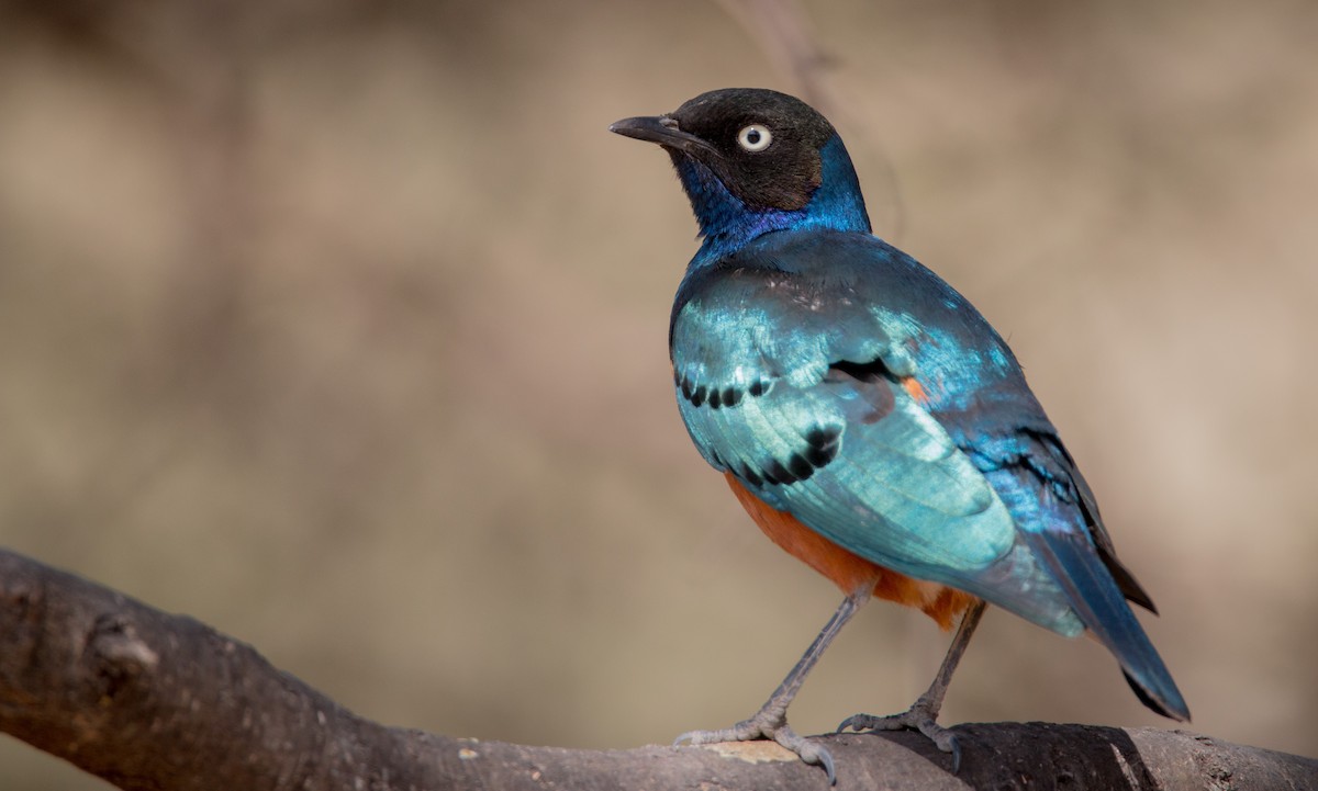 Superb Starling - ML33604521