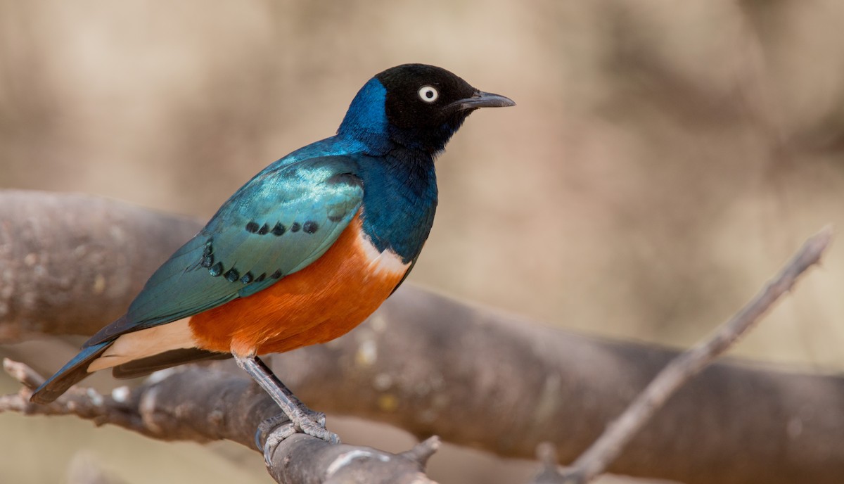 Superb Starling - ML33604541