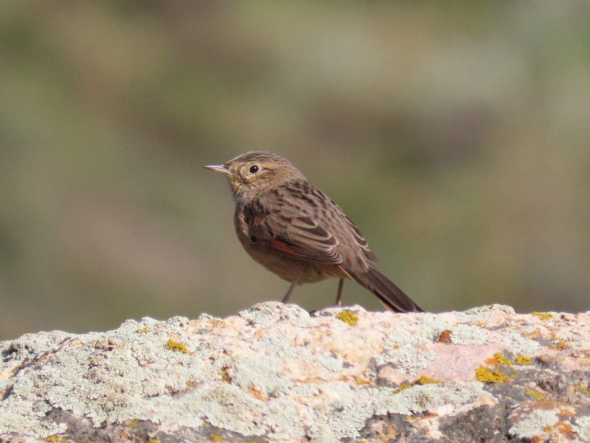 Strichelrückencanastero (Rötelflügelcanastero) - ML336045661