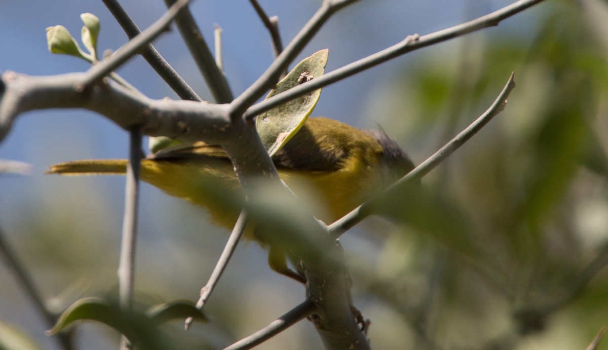 Green-backed Eremomela - ML33604581