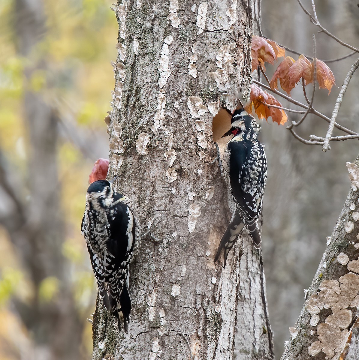 Yellow-bellied Sapsucker - Anne-Marie Dufour