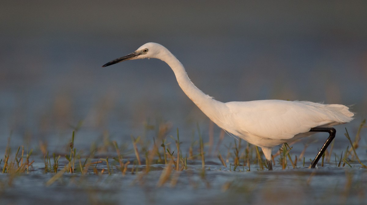 Little Egret (Western) - ML33604771