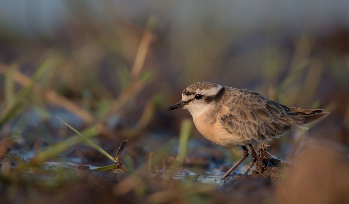 Kittlitz's Plover - Ian Davies