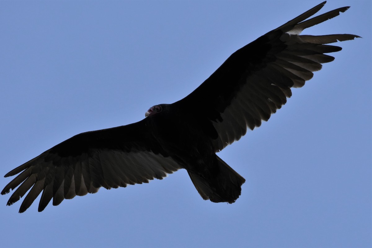 Turkey Vulture - ML336049071