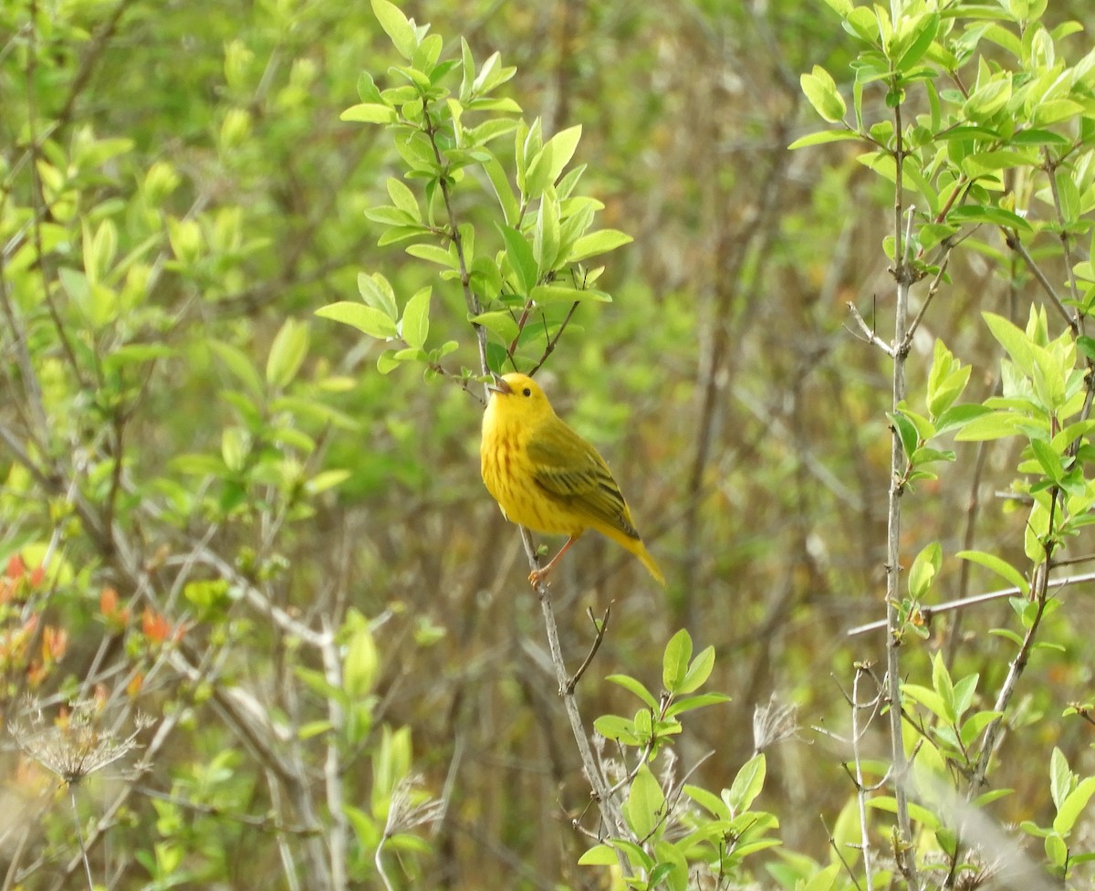 Yellow Warbler - stephanie meeuwse