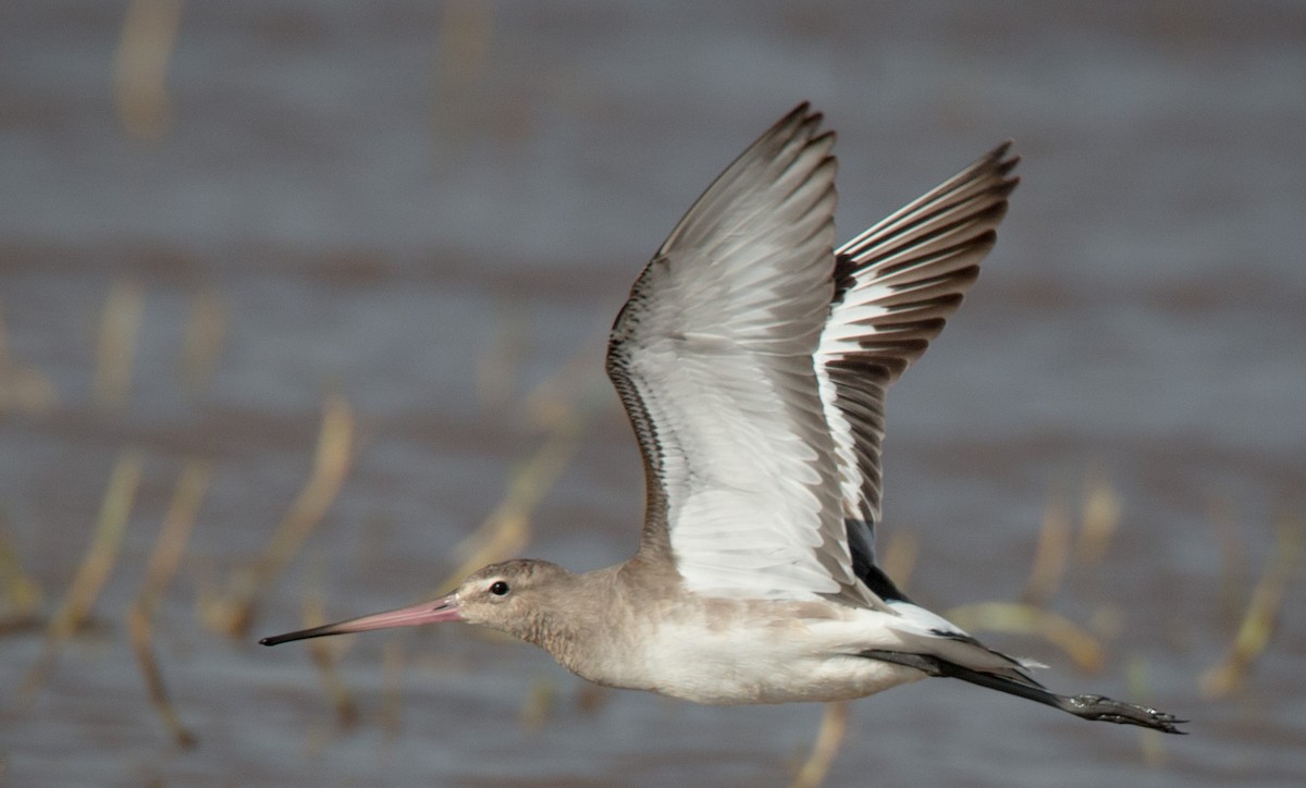 Black-tailed Godwit - ML33604931