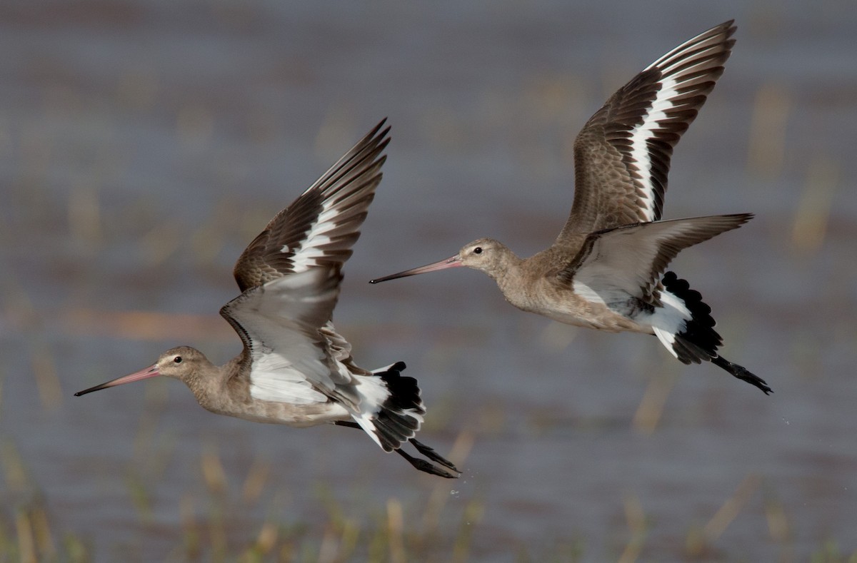 Black-tailed Godwit - Ian Davies