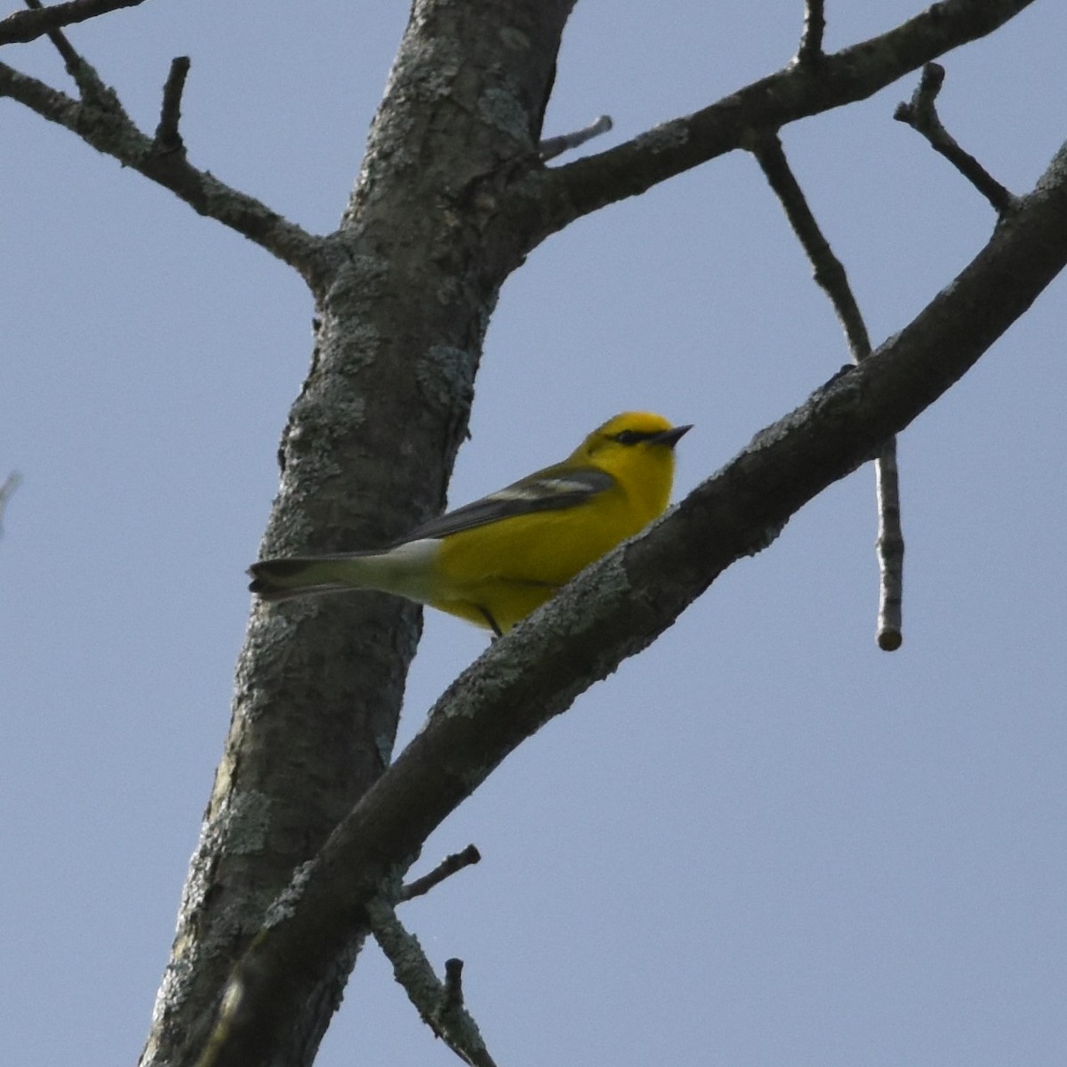 Golden-winged x Blue-winged Warbler (hybrid) - ML336050261