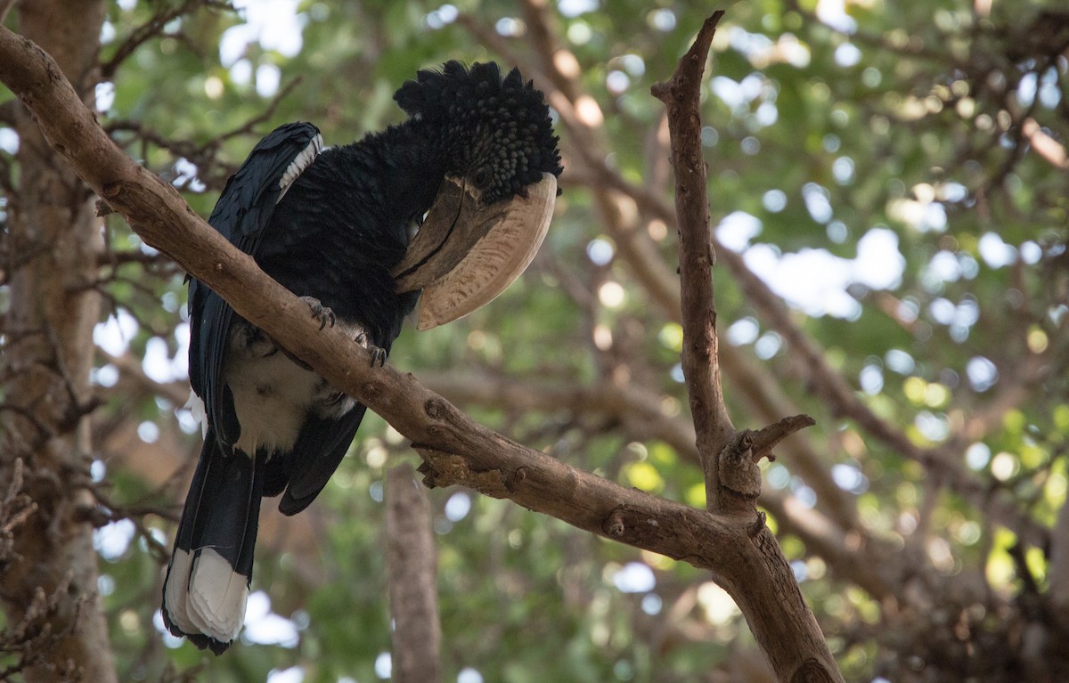 Silvery-cheeked Hornbill - ML33605061