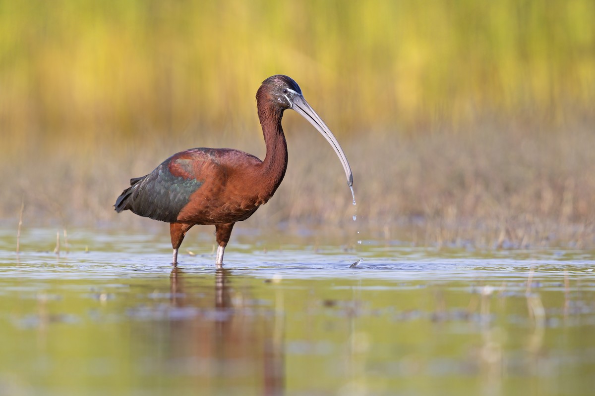 Glossy Ibis - ML336050791