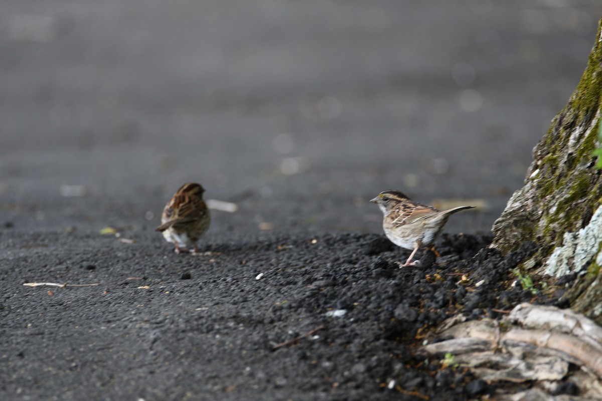 White-throated Sparrow - ML336050871