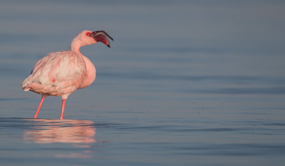 Lesser Flamingo - Ian Davies
