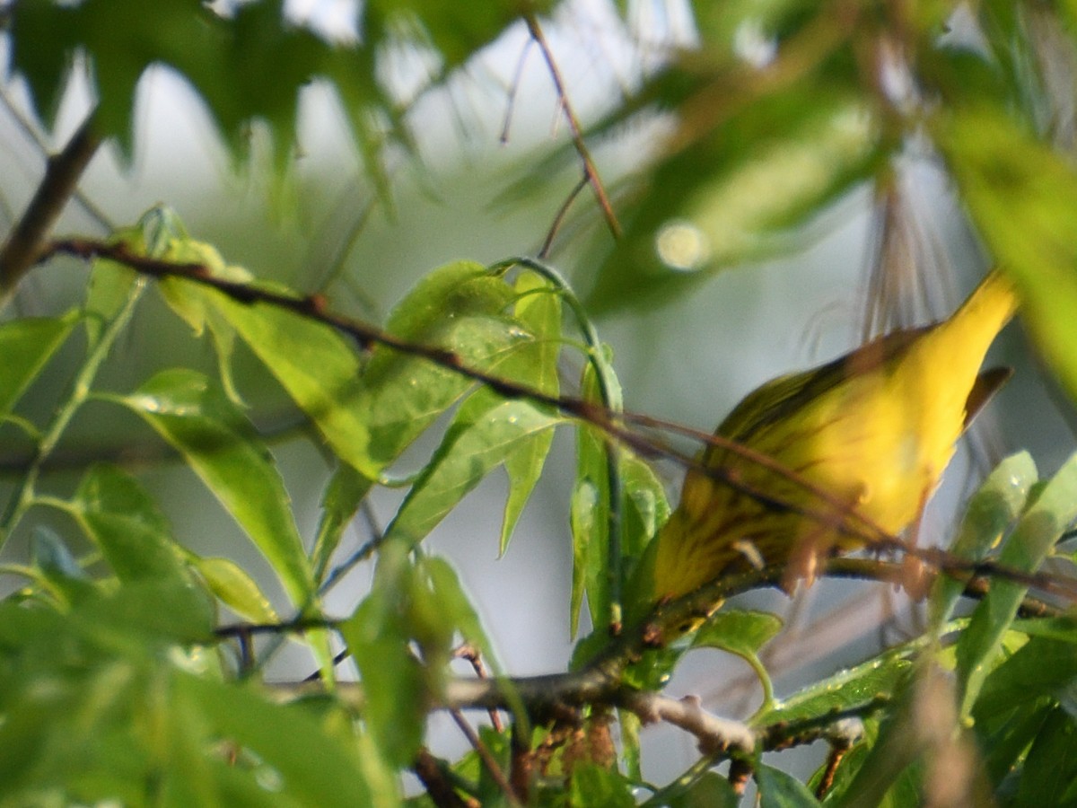 Yellow Warbler - Carlton Noll