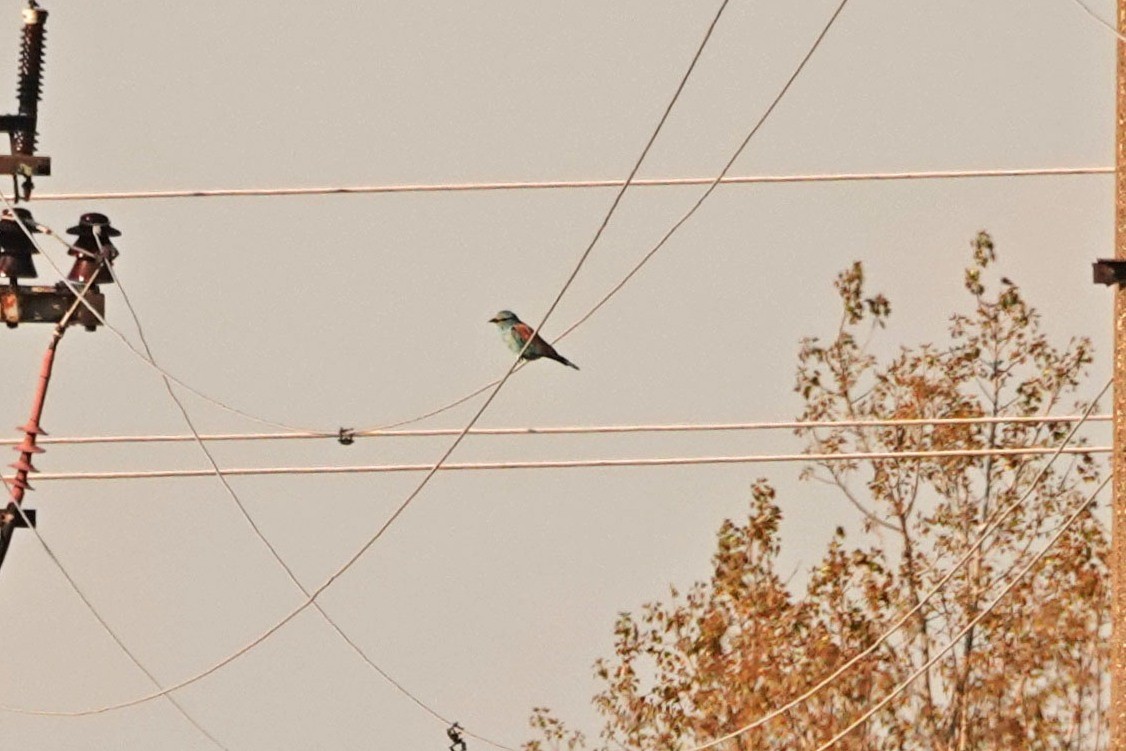 European Roller - ML336053201