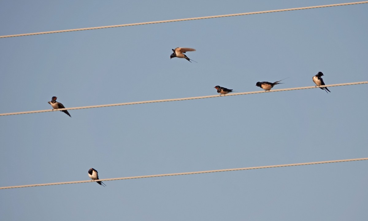 Barn Swallow - ML336053331