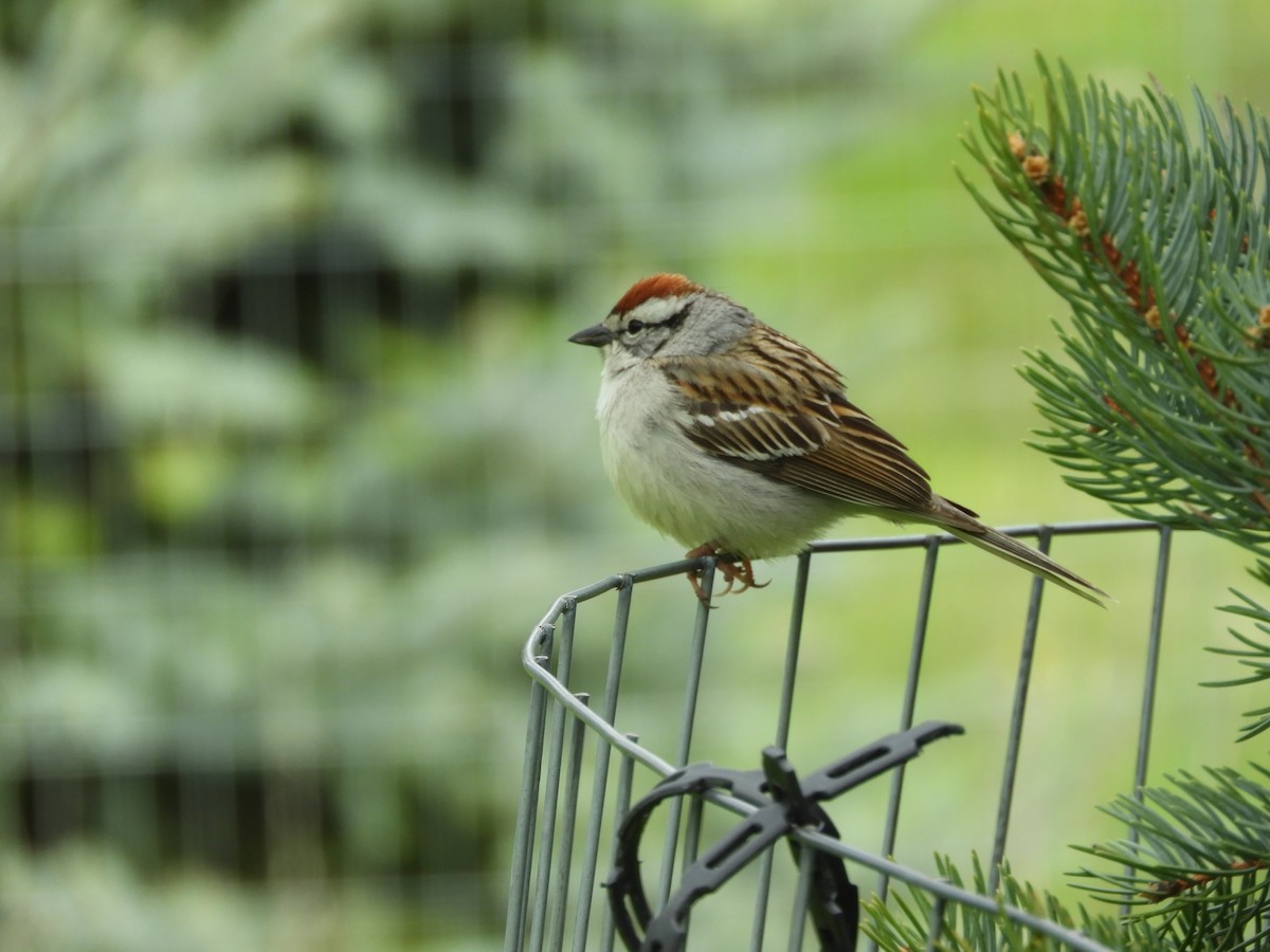 Chipping Sparrow - stephanie meeuwse