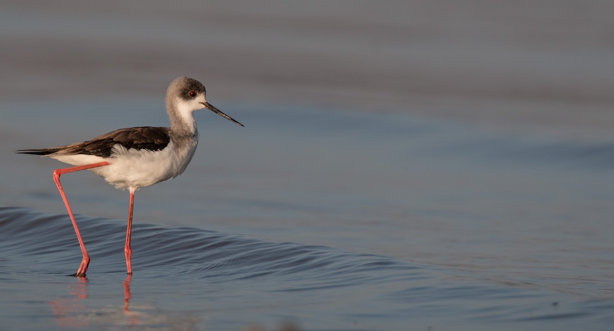 Black-winged Stilt - ML33605341