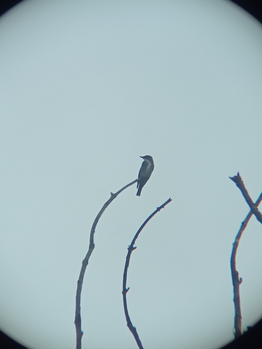 Olive-sided Flycatcher - ML336053421